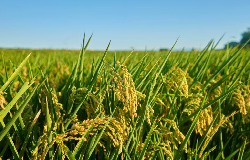 A large green rice field with green rice plants in rows in Valencia sunset.
