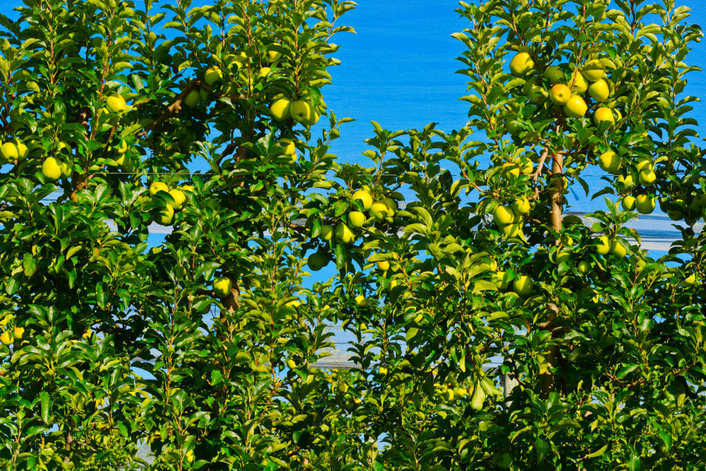 apple-on-the-tree-ready-for-harvests-inside-the-gr-2026-01-09-13-37-06-utc