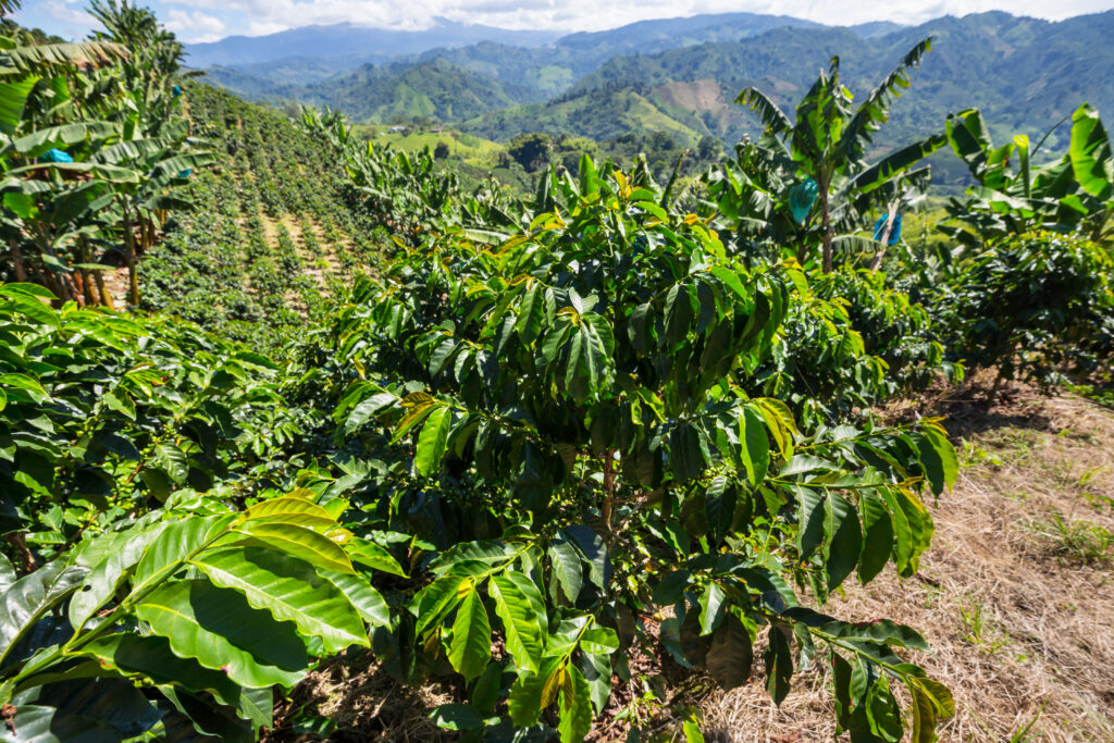 Coffee plantations in the highlands of  Colombia, South America