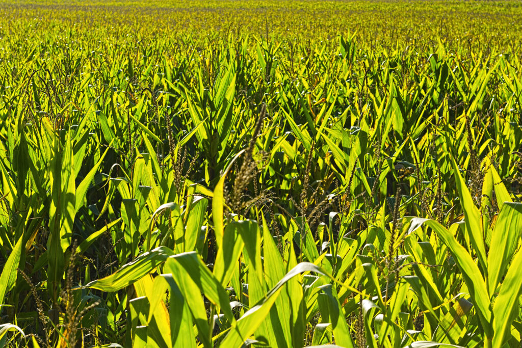 plantation-of-corn-in-france-2026-01-09-13-44-48-utc