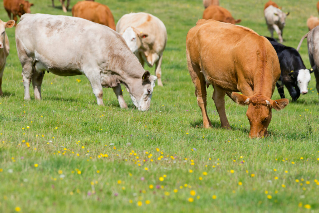 herd-of-cows-in-rural-field-2026-01-11-09-35-50-utc